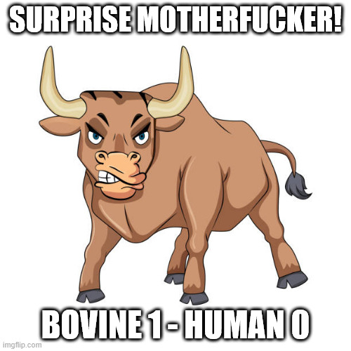Bovine surprise.webp