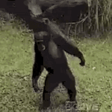 bring-it.gif