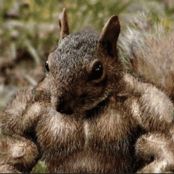 buff.gif