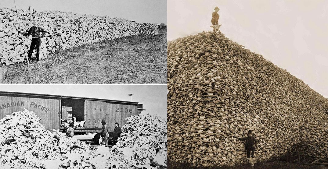 buffalo-skull-mound.jpg