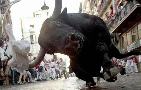 bull_face.jpg-1.webp
