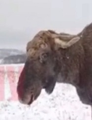 bullwinkle.webp