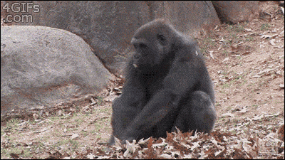 C06CFC5C-BFF6-4114-9096-AF3A33F380F7.gif