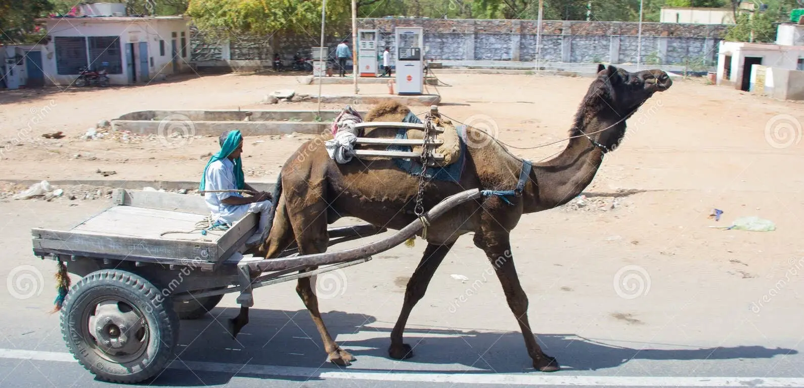 camel-pulling-cart-road-northern-india-138478363-4182346537.webp