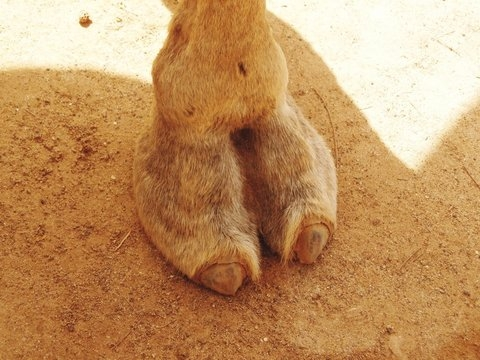 camel.webp