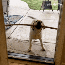 cant-get-in-the-pet-collective.gif