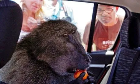 cape-town-baboons-001.webp