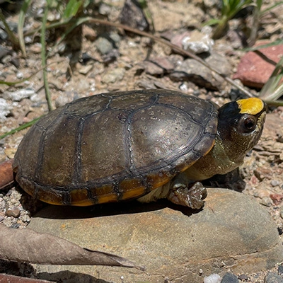 casquito-de-vallarta-7.webp