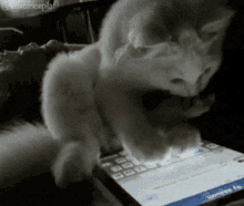 cat-cute.gif