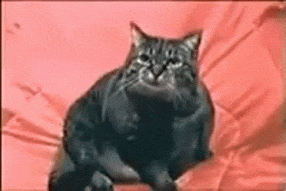 CAT FLASHBACK.gif