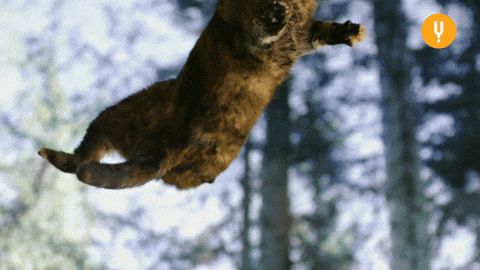 cat.gif