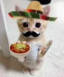 cat-mexicanfoodcat.webp