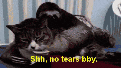 cat-sloth.gif