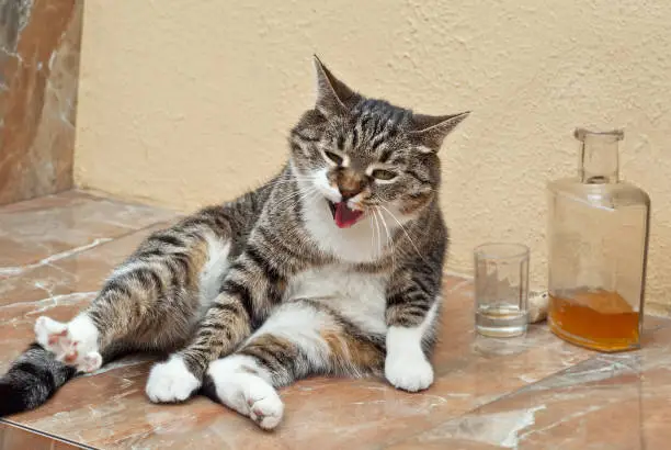 CatAalcoholic.webp