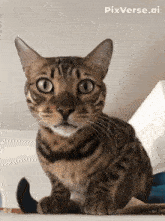 CatAKMBlazingnumberTWO.gif