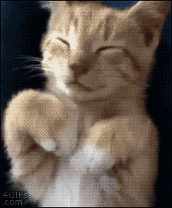 CatCoveringHisEyes.gif