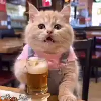 catdrinkingbeer.webp