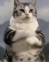 catfu-cat-gun.webp