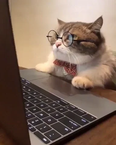 catonthecomputer.webp