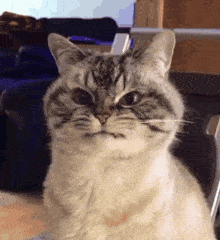 cats-angry.gif
