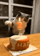 cats-happy-birthday-cat.gif
