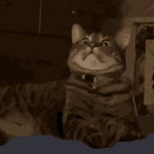catScaredlook-horror.gif
