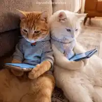 catsFunnyMeandShake.webp