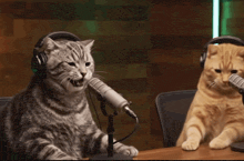 catstalkshowlaughing.gif