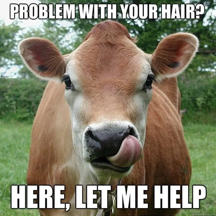 cattle-problem-with-hair-here-let-help-quickmemecom.webp