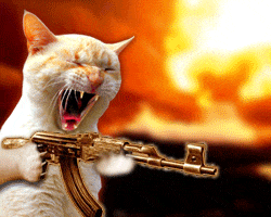 catwithaFA-AKMblazing.gif
