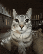 catwithrisinggunandpointsitatyou.gif