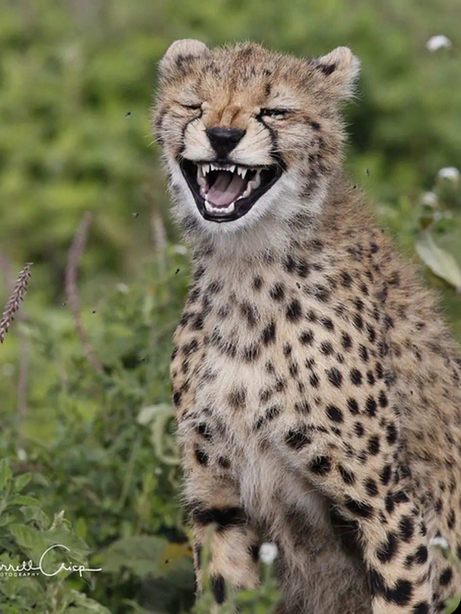 Cheetah laugh.webp