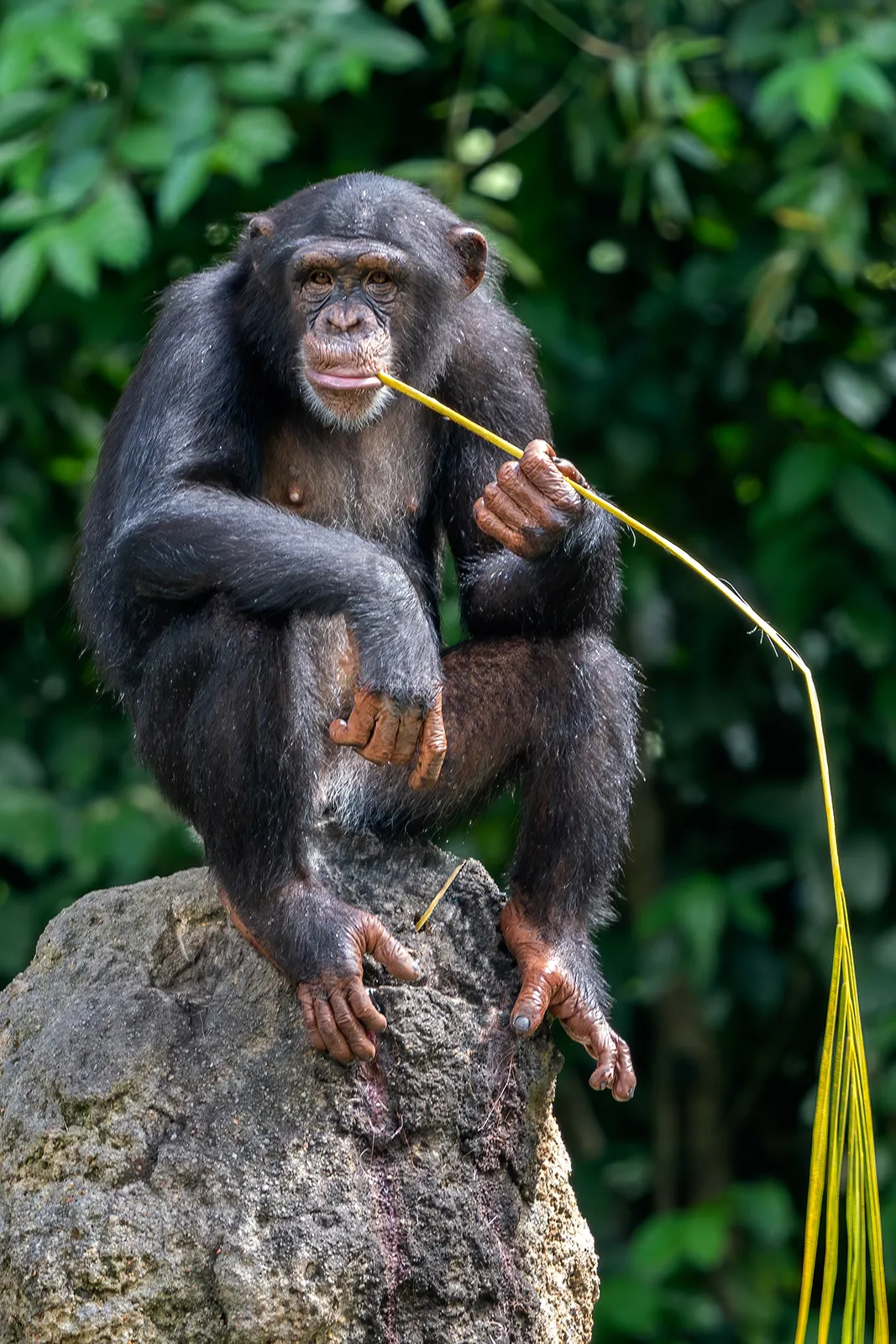 chimpanzee-pan-troglodytes.webp