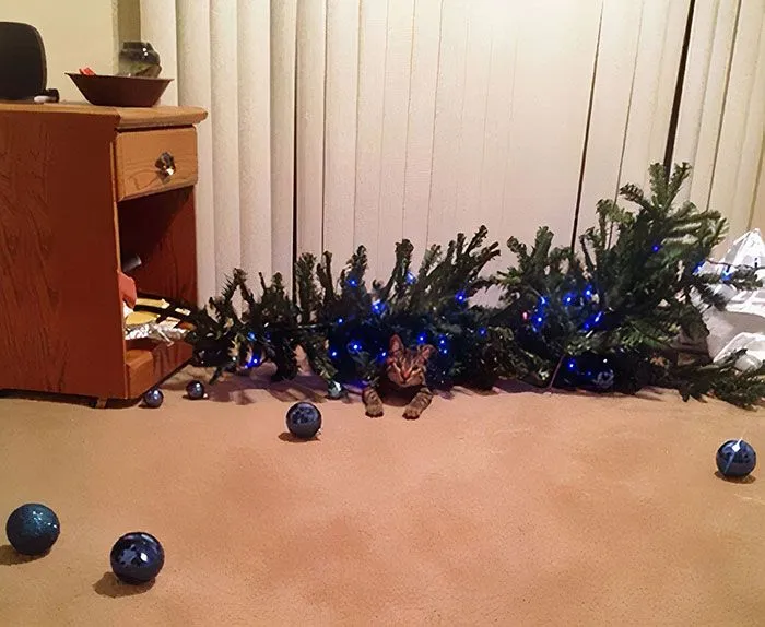 christmas-cats-148-63a2fe068ddb9__700.webp