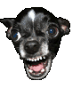 chuahbiter-ezgif.com-resize.gif