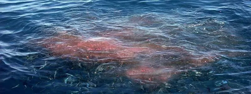 chum-in-water.webp