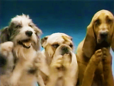 ClappingDogsRaceWinner.gif