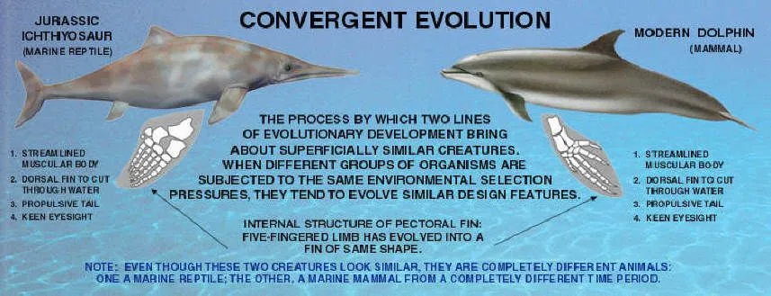 convergent_evo (1).webp