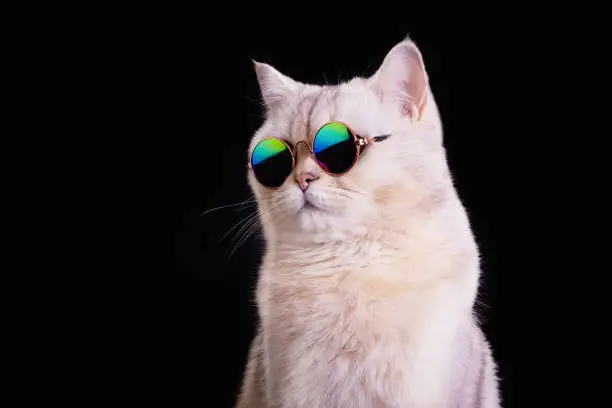 CoolCat.webp