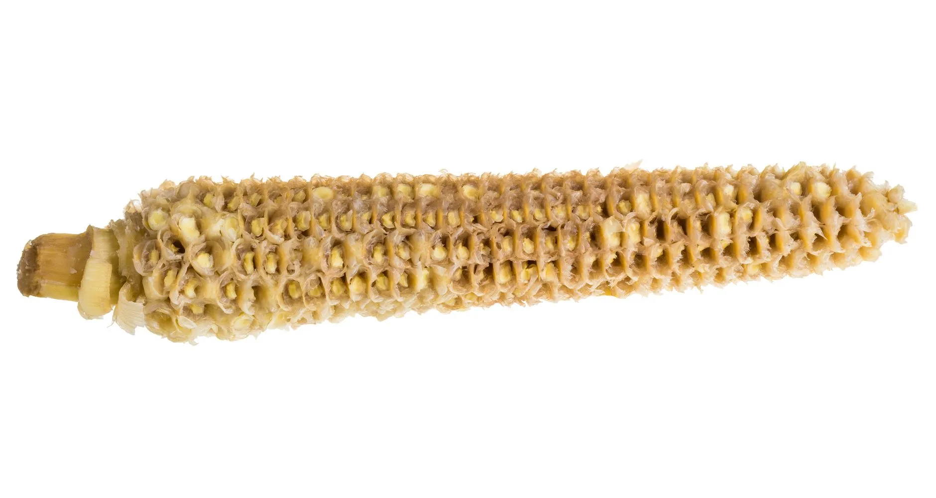 Corncob-Toilet-Paper-i862475538.webp