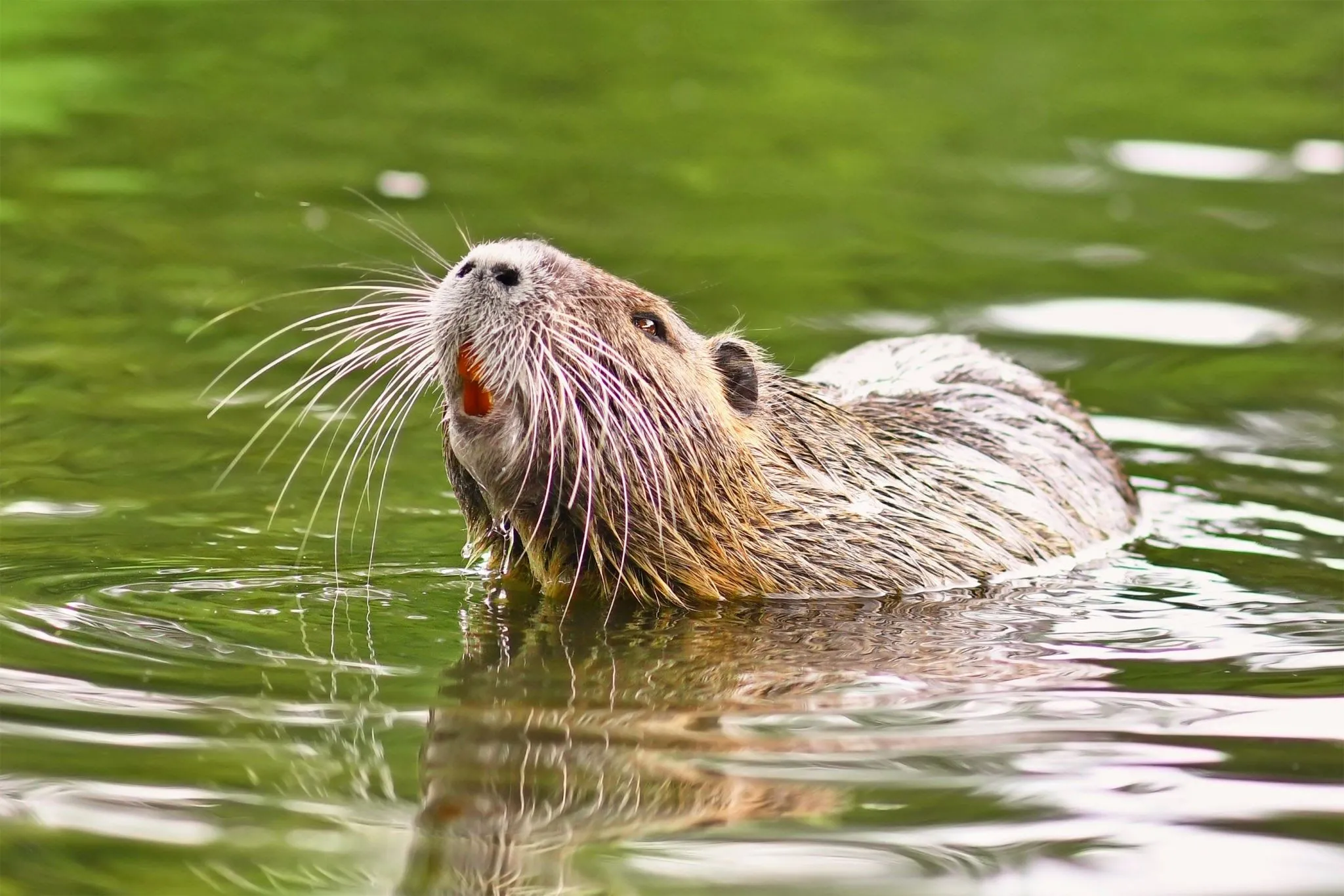 coypu.webp