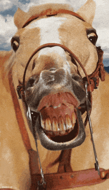 crazy-horse.gif
