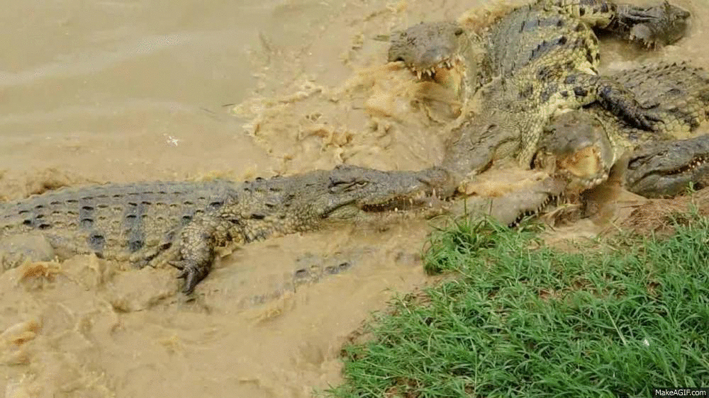 crocs-fighting-for-food-lnglecu4o4kuwfvj.gif