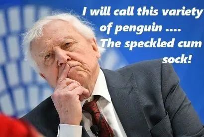 cumsock penguin.webp