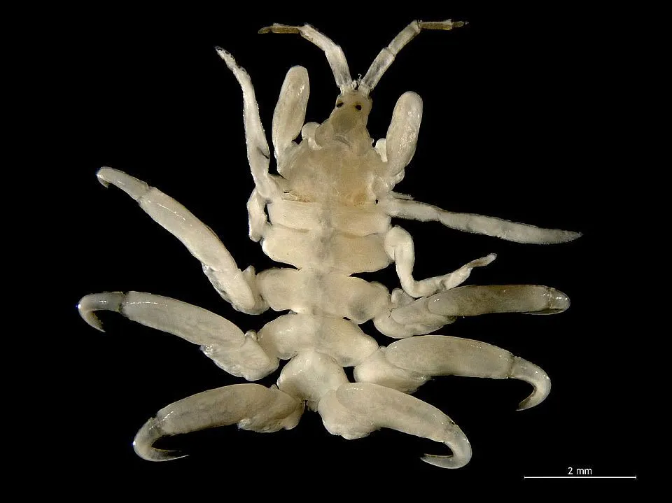Cyamus_boopis_(dorsal).webp