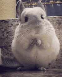 d1E2IByItLUuONMc.gif