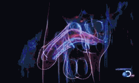 D2IRYdj.gif