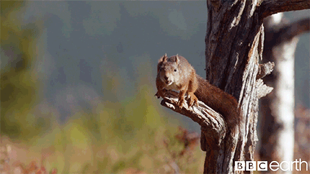 dd247bd374747539b0542b138ebc3ab3.gif