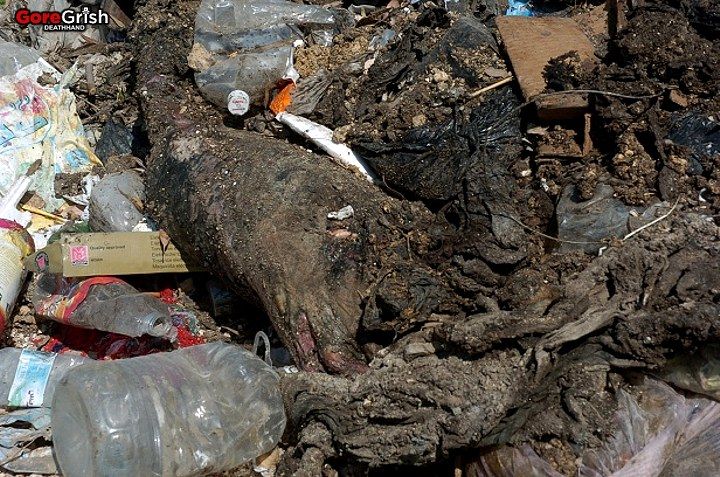 dead-syrians-in-garbage-dump6-Syria.jpg