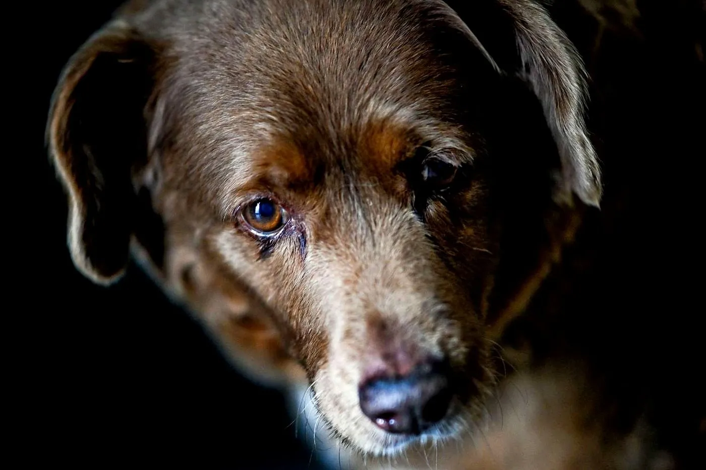 DH - Bobi worlds oldest dog 2023.webp
